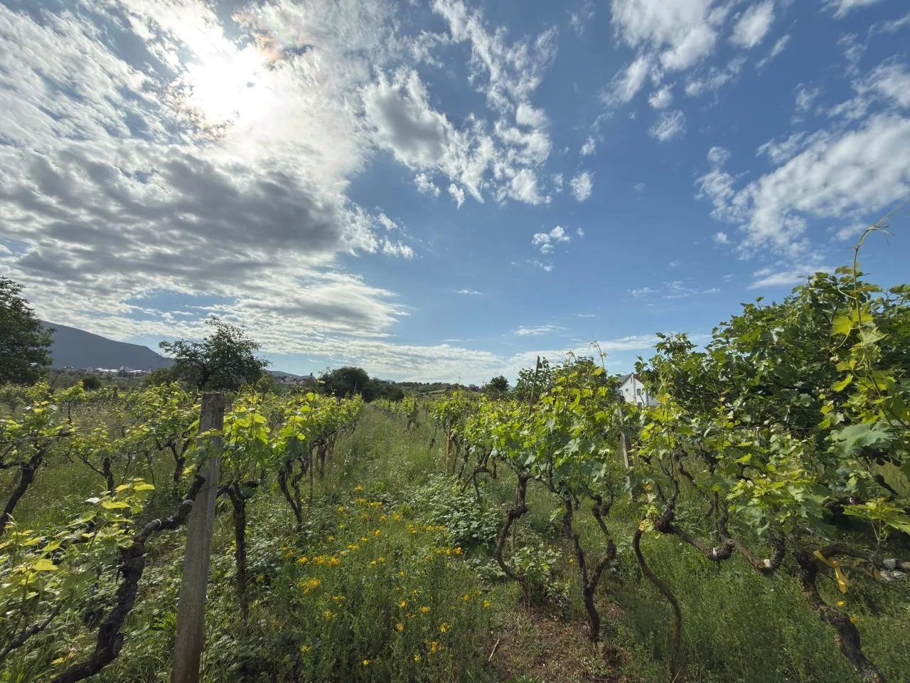 Land for sale in Farkë e Vogël – Quiet and High-Value Area in Tirana 4