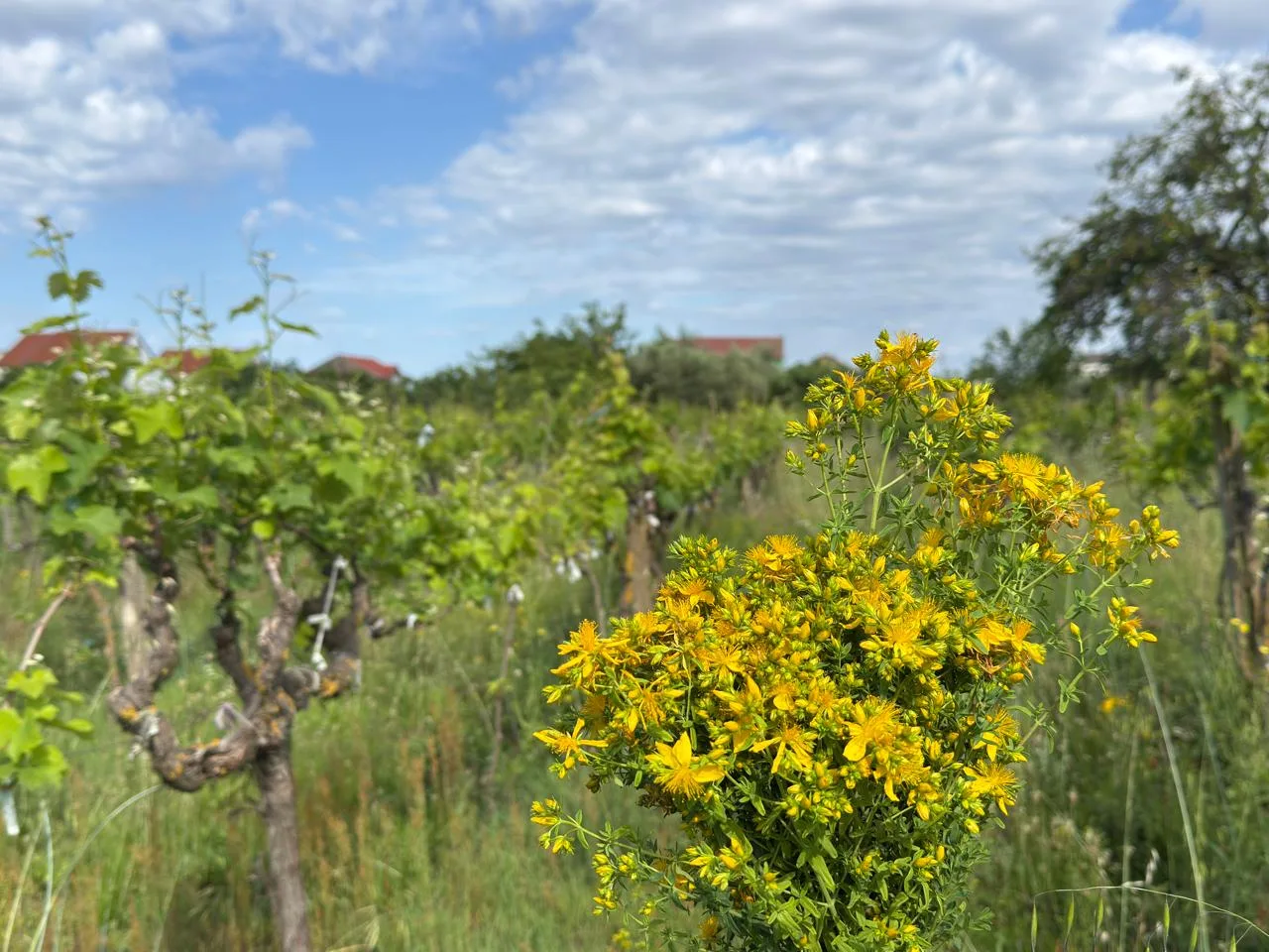 Land for sale in Farkë e Vogël – Quiet and High-Value Area in Tirana
