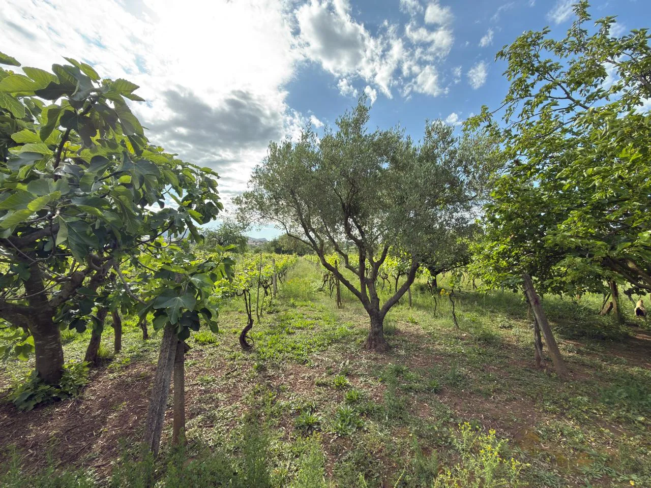 Land for sale in Farkë e Vogël – Quiet and High-Value Area in Tirana 5