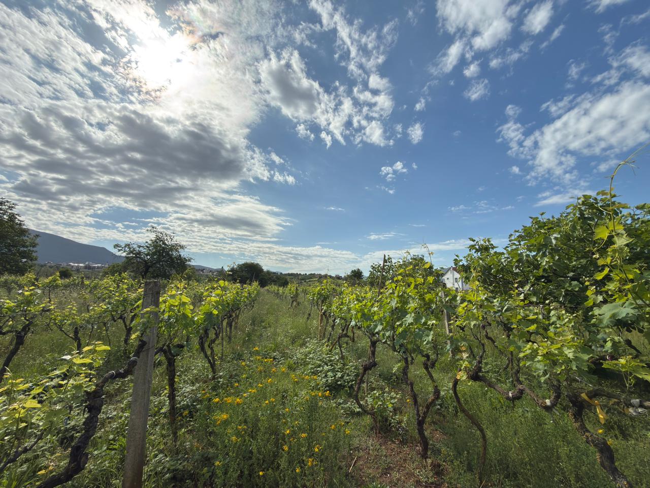 Land for sale in Farkë e Vogël – Quiet and High-Value Area in Tirana 4