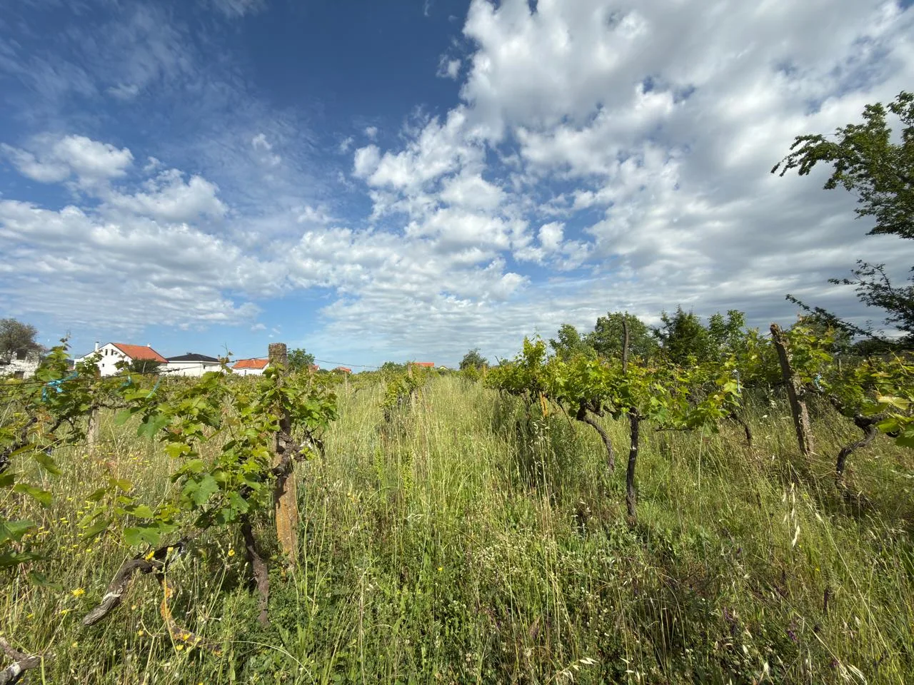 Land for sale in Farkë e Vogël – Quiet and High-Value Area in Tirana 2