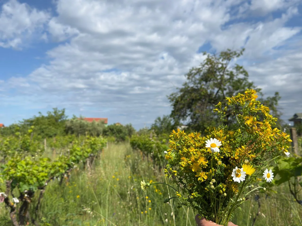 Land for sale in Farkë e Vogël – Quiet and High-Value Area in Tirana 3